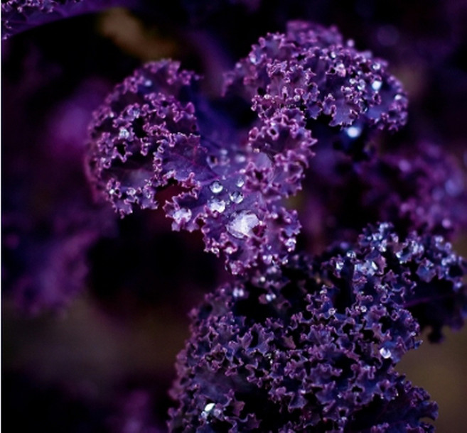 적자색 케일 씨앗 컬리 케일 종자 케일씨 채소 야채 150알 (KR)