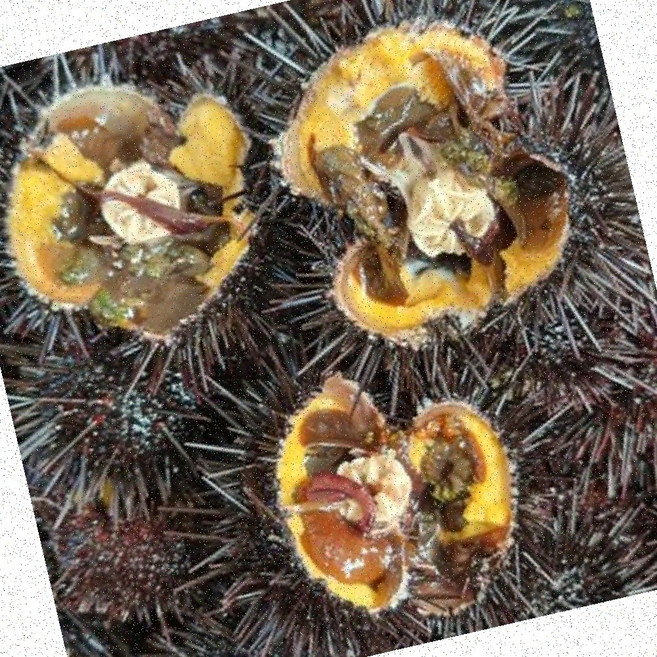 보라성게알 성게알 100g 감태10장 단새우20미 가정용 미역국 우니, 1개, 상세페이지 참조
