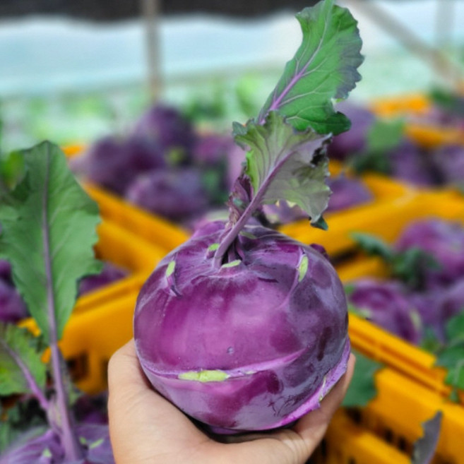 고당도 콜라비 다이어트 슈퍼푸드 강원도 화천 제주 콜라비10kg, 10kg, 1개