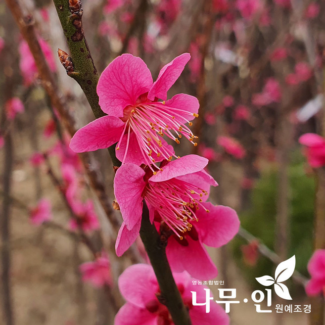 [나무인] 홍매화 설중매품종 직경6cm 무배, 1개, 묘목