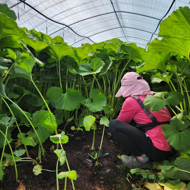 농랑부랑 햇 국산 논산 머위 머위순 봄나물 1kg 2kg, 1개