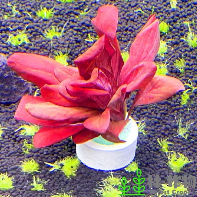 林作物 極樂鳥(紅寶石) 整株出售 稀有紅色水草 前景中景水草 水中葉 一般級, 1個, 大株