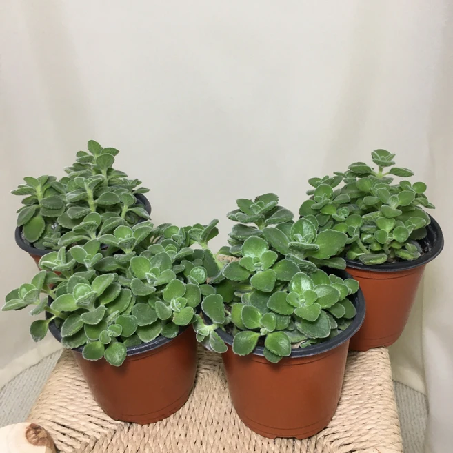 [해피그린 화원] [4개묶음] 장미허브 허브식물 포트식물 야생화 인테리어식물 반려식물 공기정화식물 식물 099 화원 농원, 4개 - 쿠팡