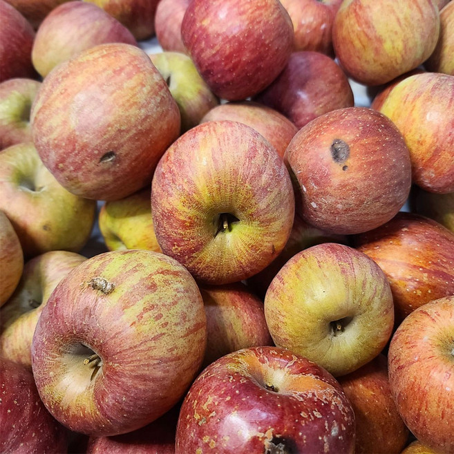 경북사과 못난이 사과 착즙용 가정용 대용량 [아침이슬농원], 1개, 빨간사과 주스용5kg