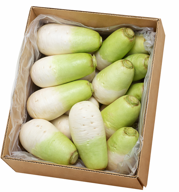 [팜팜]제주도 월동무 세척무, 1박스, 20키로(16-20수)