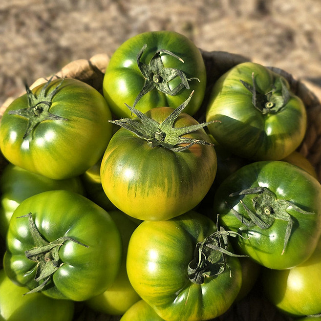 대저토마토 짭짤이토마토 당도선별 산지직송, 1개, 1kg 소과 S-2s