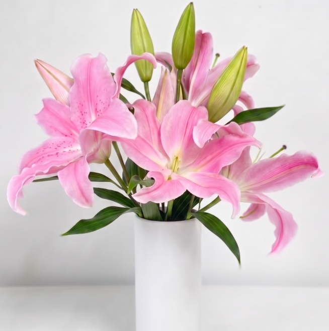 체리플로라 백합꽃 3대 안개꽃 백합 생화 흰색백합 꽃도매 단체꽃주문 꽃정기구독, 쉐라백합3대, 1개