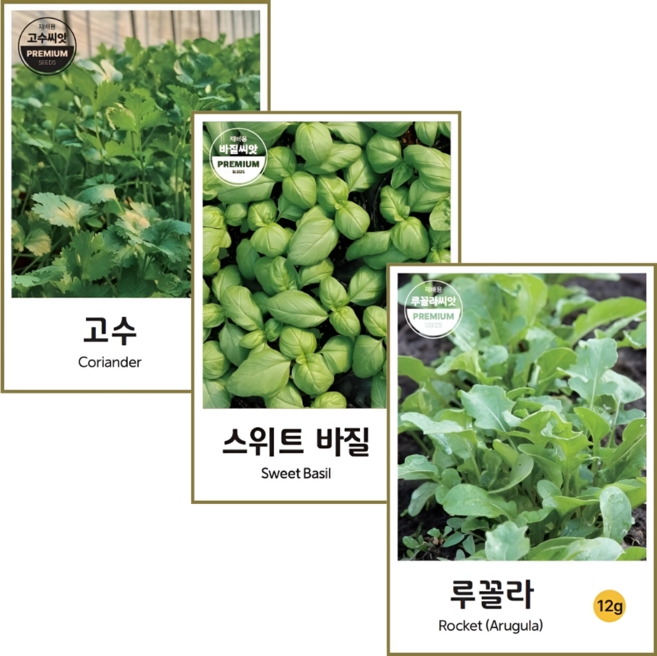 허브씨앗 3종 고수+바질+루꼴라 요리 향신료 허브 씨앗 키우기, 1개