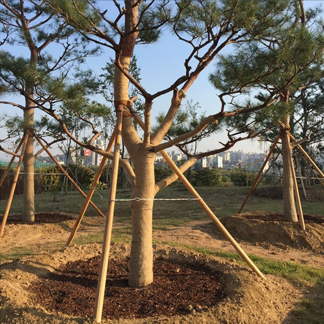 지주목(삼발이)60mm270cm 1조(3개)-1개 조경 지주자재