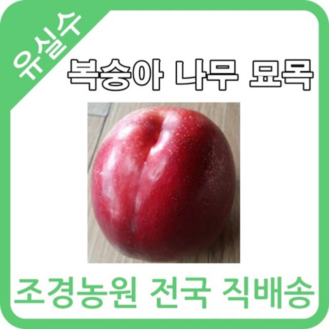 대한조경농원 복숭아 나무 묘목 (1년생 5그루 묶음), 1세트, 오월도 5그루