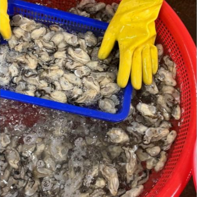 [산지직송] 제철판다 통영 생굴 최상급 품질보증 대굴 굴, 1개, 통영생굴 1kg