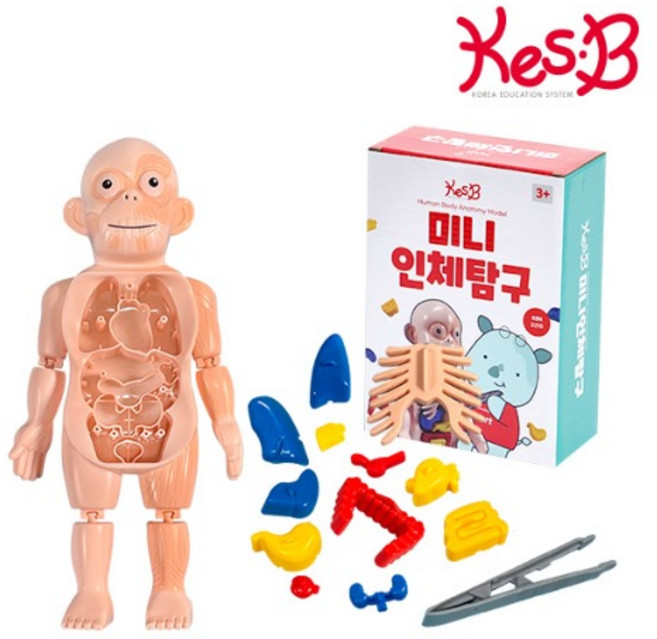 미니 인체 탐구 모형 장기퍼즐 유아 어린이 학습 교구 과학키트 우리몸, 1개