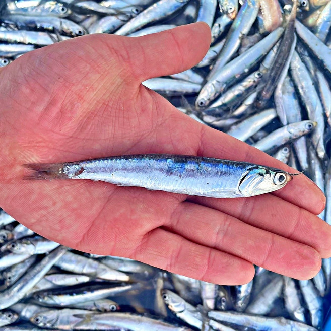 당일조업 생멸치 조림용, 1개, 500g