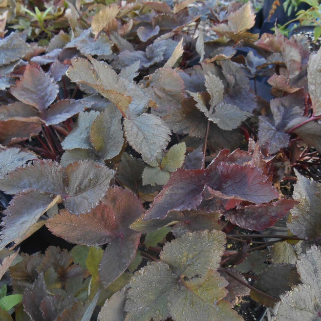 [가든조아] 국내산 자엽 토종 참나물 쭈글이 10cm 모종, 5개