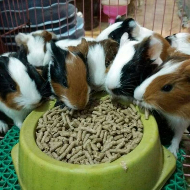 寵物飼料 顆粒飼料 均衡營養 兔子飼料, 500g, 1個
