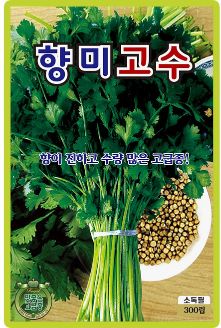 향미고수 씨앗 300립 향 진하고 수량 많은 고급종 허브 키우기 ks, 1개