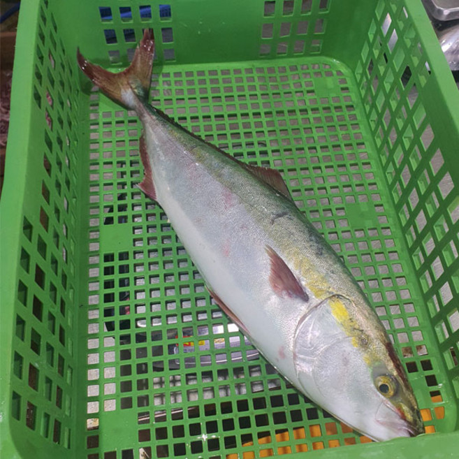 방어 필렛 300g 초장 세트, 1개