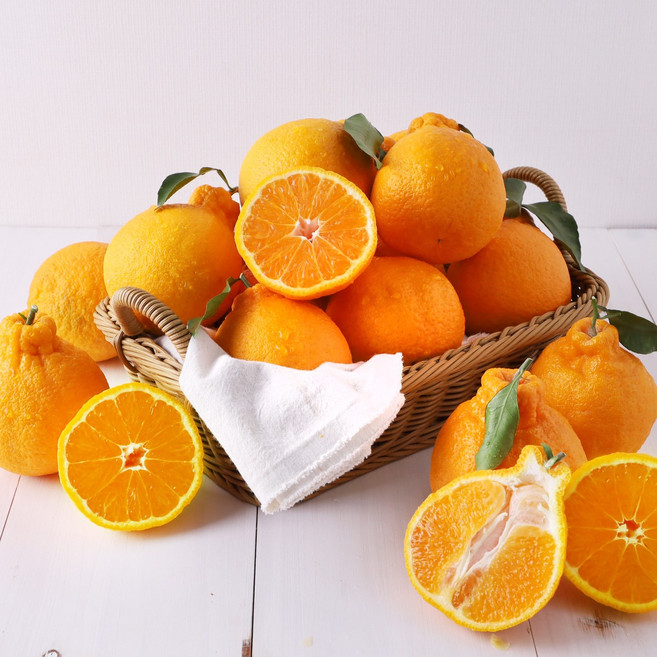 제주 새콤달콤 가정용 한라봉 중과 4.5kg (15-22과), 1박스