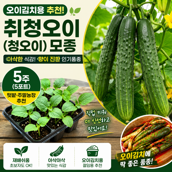 취청오이 모종 청오이 모종 오이김치 절임용 추천, 25개