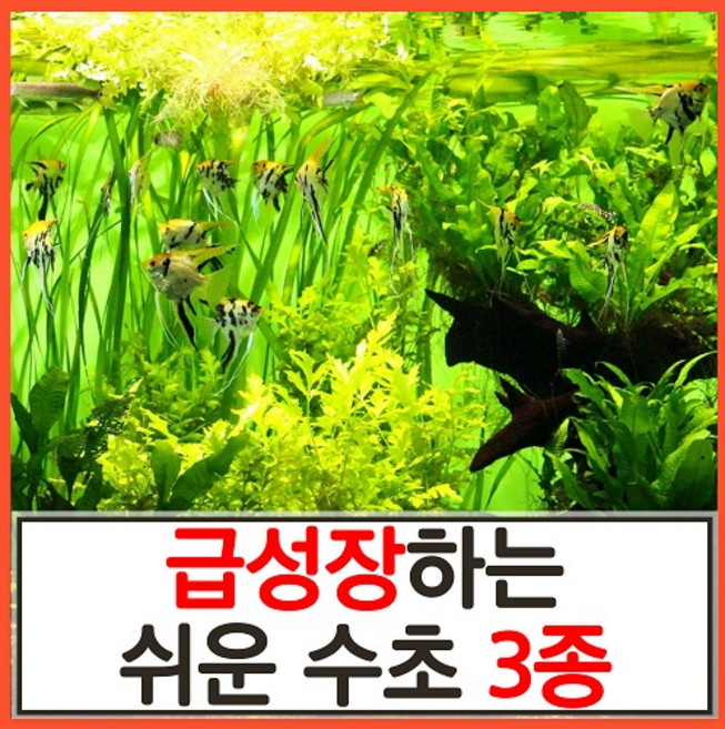 수초하우스) 급성장하는 쉬운 수초 3종 세트(총34줄기)