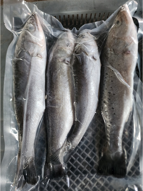 완도 자연산 손질농어 4마리 급냉 (800g) 단백질 껄떡이, 대1마리800g(선물용), 1개