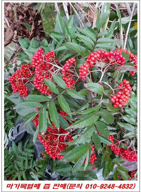 마가목열매즙(야생)/ 010-9248-4832/오리지널 자연산, 60개, 110ml