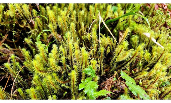苔鑽 30根 苔蘚 微景觀造景 生態瓶 鋪面 中大型苔蘚, 大熱澤苔,30根, 1個