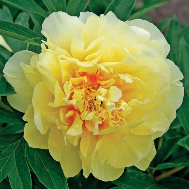 수입겹작약 3~5촉 뿌리 포트묘 작약꽃 함박꽃 노지월동, 1개