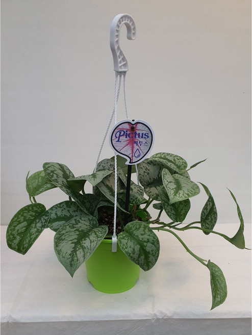 [다은꽃농원]엔젤스킨답서스 픽투스스킨키우기 벽걸이 행잉식물 키우기쉬운 공기정화식물 인테리어, 1개