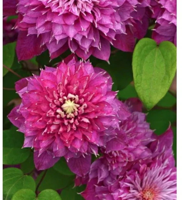 가든파라다이스 클레마티스 으아리(핫러브), 1개 - 쿠팡