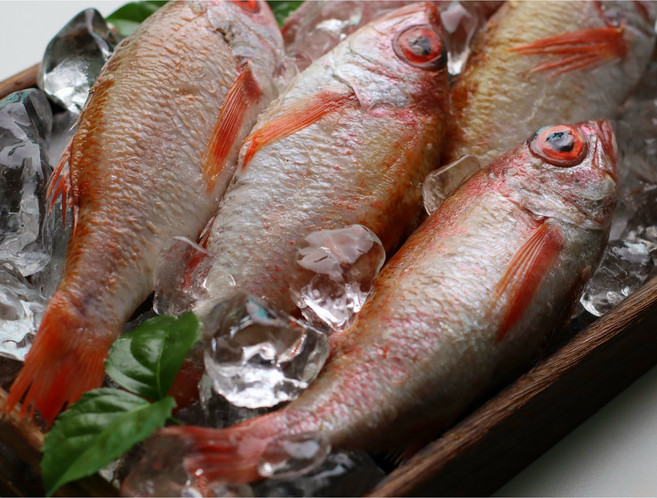 미쓰리푸드마켓 국산 손질금태 4-6마리 혼아까 눈볼대 눈뽈대 솥밥, 1개, 4-6미