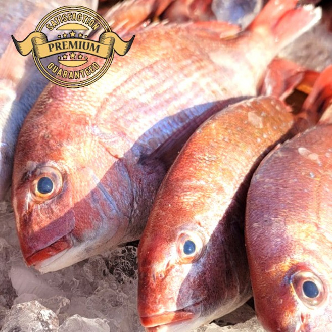 [프리미엄 자연산 참돔] 국내산 목포 자연산 생물 참돔 제수용 생선 왕특대 손질 생물 급냉 참돔 손질 배송, 1개, 프리미엄 자연산 참돔 대 2미