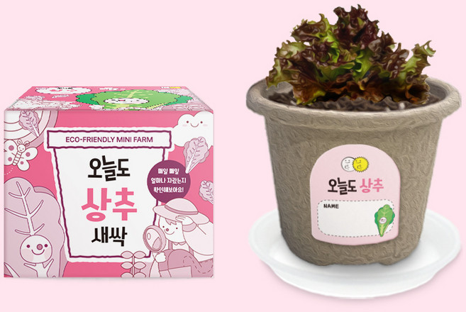 헤이그샵 미니화분 텃밭 새싹 키우기, 상추