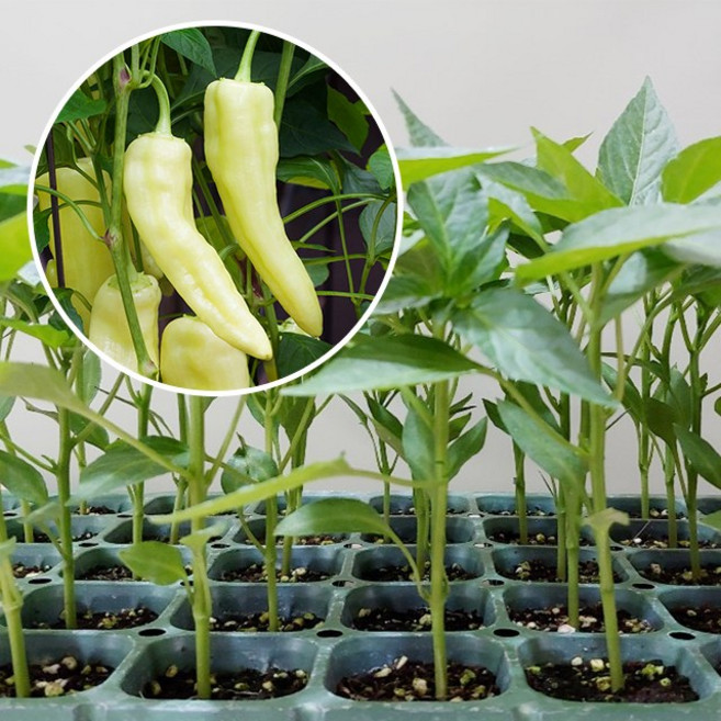 당조고추 모종 (5개) 당뇨 혈당 고추 모종, 5개