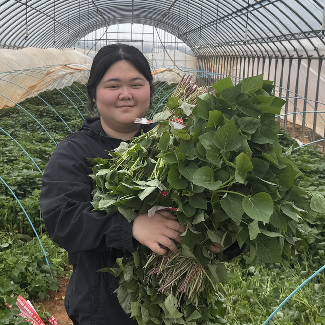 고구마모종, 1박스, 베니하루카 꿀고구마모종 5kg