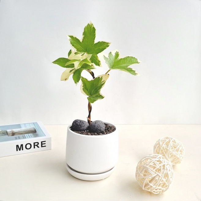 펫츠헤데라 앵조스타 아이비 희귀 무늬 반려식물 플랜테리어 - 카페 학원 사무실 선물용 화분, 독일토분-황토 D11 (화분받침 불포함), 1개