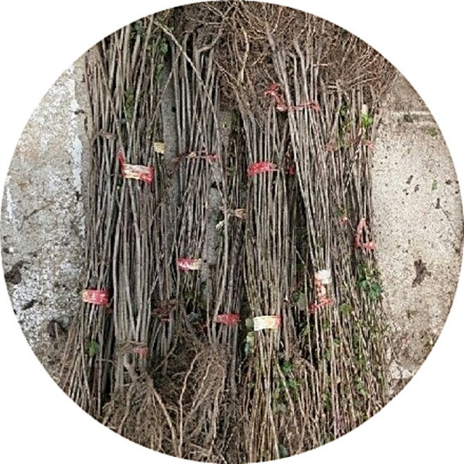 아로니아/블랙초코베리/퍼플초코베리/Aronia/과일나무/결실주/실생묘목10주, 1세트, 실생묘10주