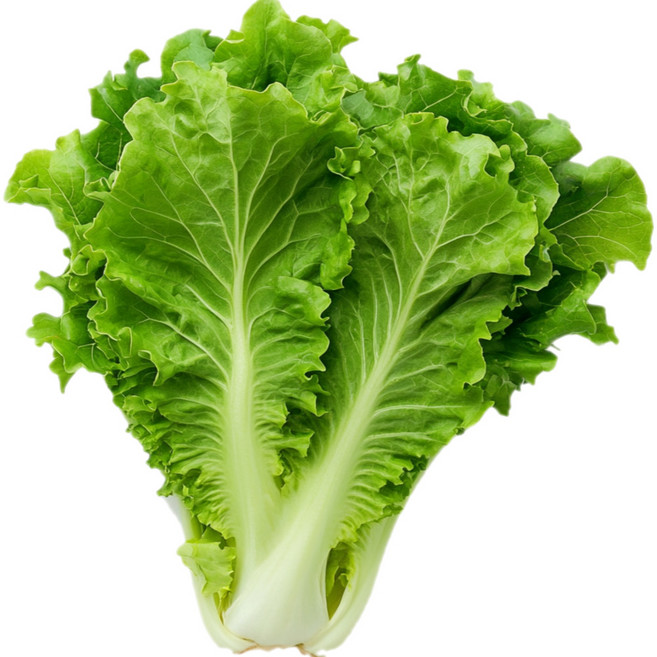 행복농산 국내산 청상추 싱싱한, 500g, 1박스