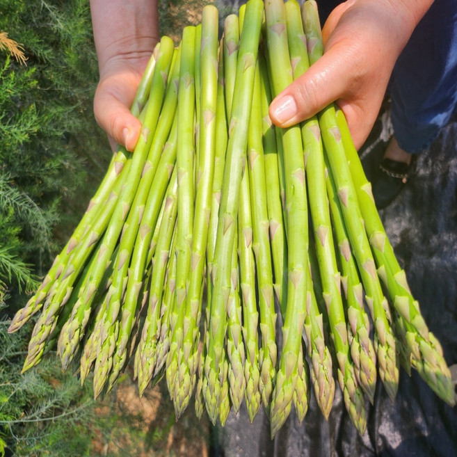 특품 아스파라거스 자연산, 1박스, 200g