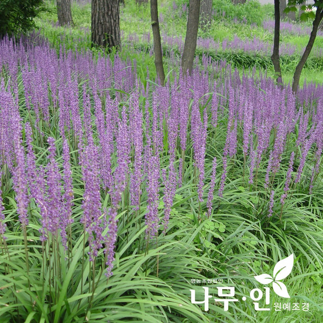 [나무인] 맥문동묘목 1 000개 10평식재분량