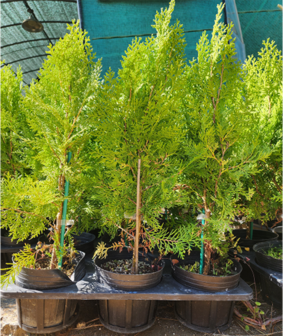 측백나무 묘목 황금측백나무 30 ~ 40cm 포트묘, [ 황금측백나무 30 ~ 40cm 5치 포트묘 ]