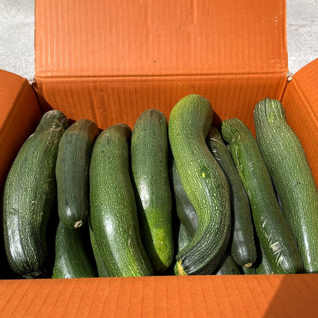 싱싱냠냠 국내산 쥬키니 애호박, 1박스, 10kg