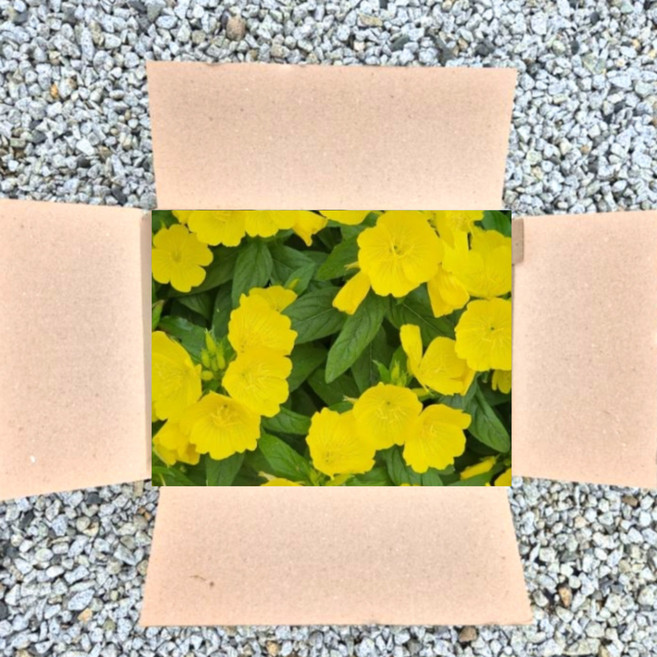 황금낮달맞이 15개세트 황금낮달맞이꽃모종 노지월동 다년, 1개