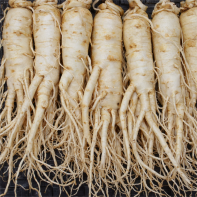 풍기인삼 6년근 최상품 황수삼 300g~1kg 산지직송 세척수삼 신선배송 건강선물 삼영인삼사, 1세트, 501g