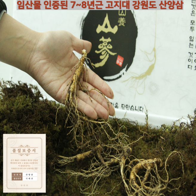 [ 선물대전 ] 깊은 산속 7~8년근 임산물 인증된 프리미엄 산양삼 선물세트 효도선물 명절 선물, 1개, 7~8년근 10뿌리 + 2등급서비스3뿌리+엑기스1포