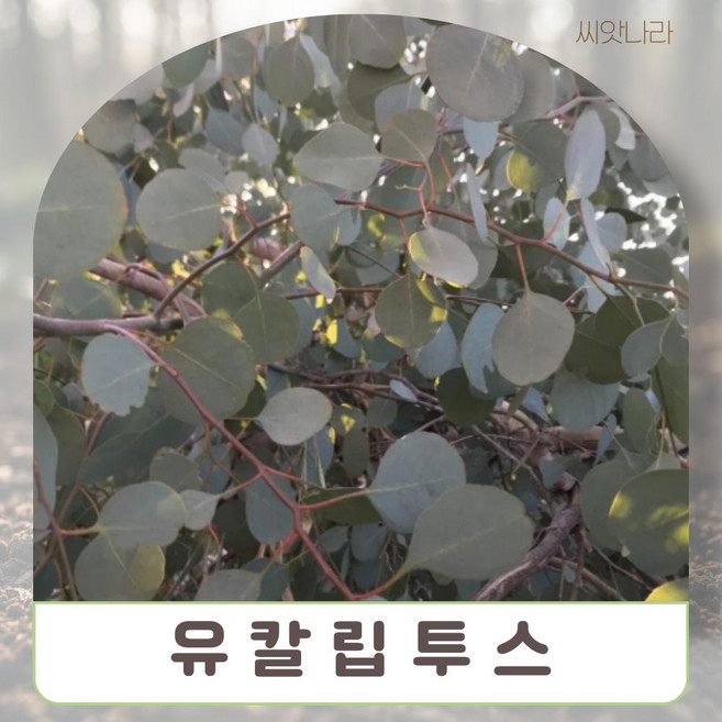 동전모양의 유칼립투스-실버 씨앗 8립 희귀 꽃씨 나라 야생화 pur+97619Vv