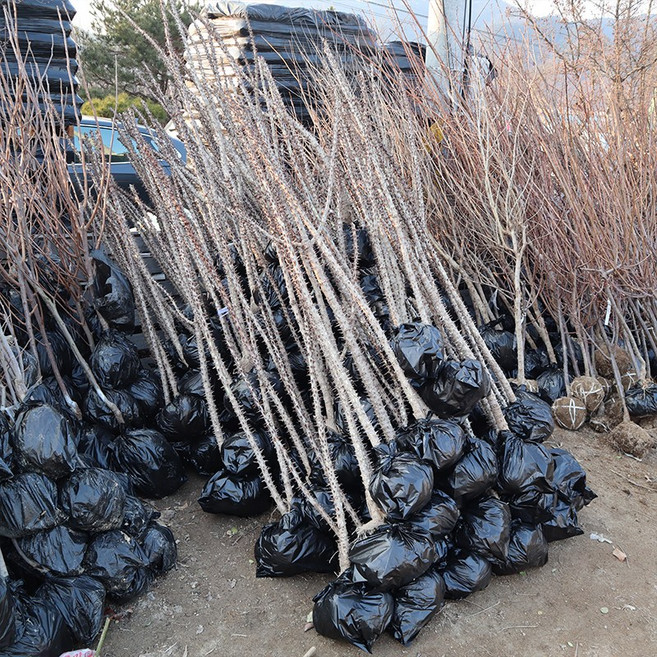 엄나무 묘목 5년생 분묘 토종 음나무, 1개, 토종엄나무 5년생 분묘