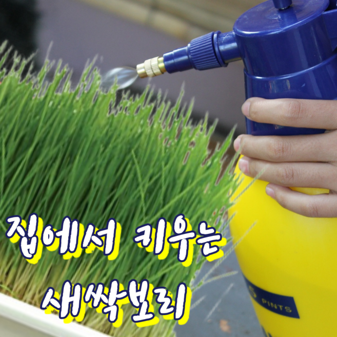 [파파스챌린지] 새싹보리 효능 먹는법 당뇨 고혈압에 좋은 콜레스테롤 낮추는 음식 새싹보리키우기, 1개