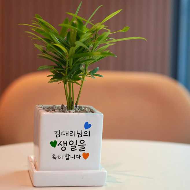 내맘대로 전하는 축하메세지 미니화분 개업 생일 승진 결혼 축하화분, 1개, 화이트