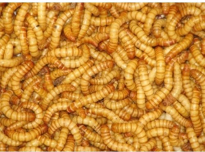 EM먹인 일반밀웜 100마리 (도마뱀슈퍼푸드 도마뱀먹이 도마뱀사료 크레스티드게코먹이 레오파드게코먹이 슈퍼푸드 파충류먹이 대체먹이 귀뚜라미 밀웜), 100개